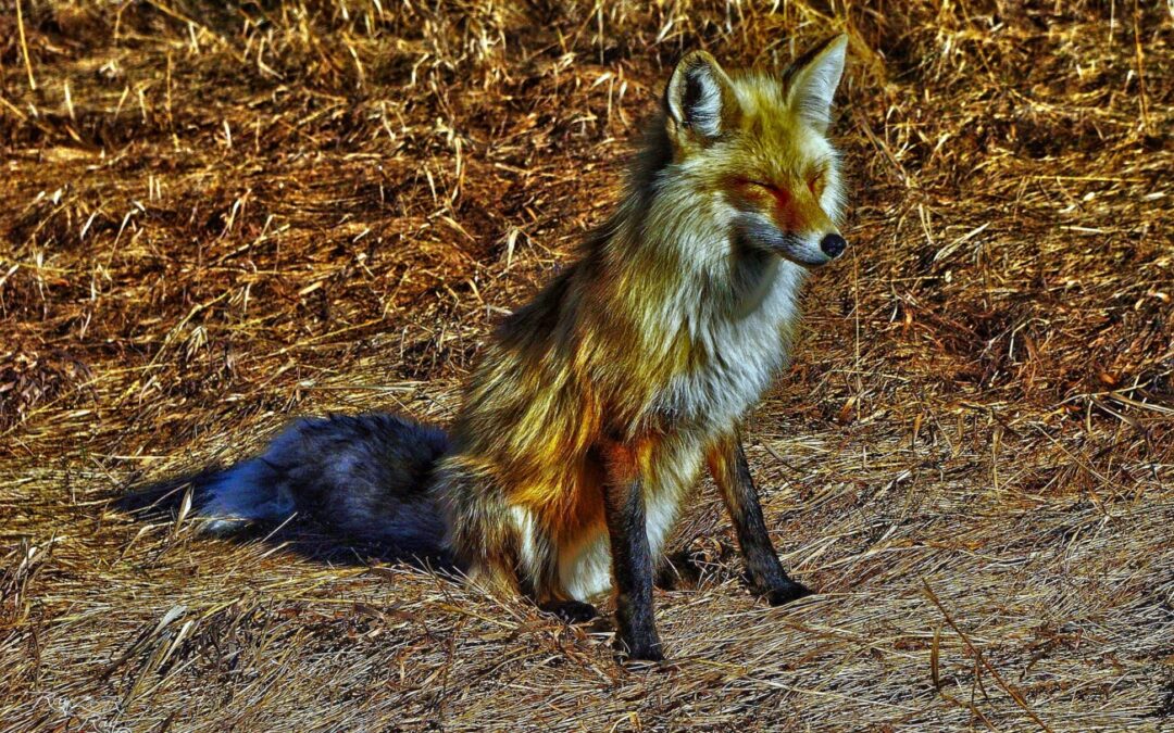 Fox Photo 1