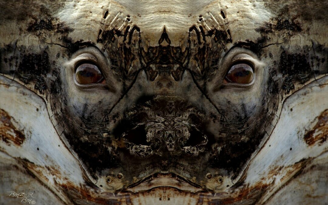 faces 1