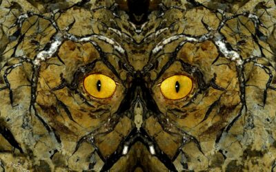 faces 23