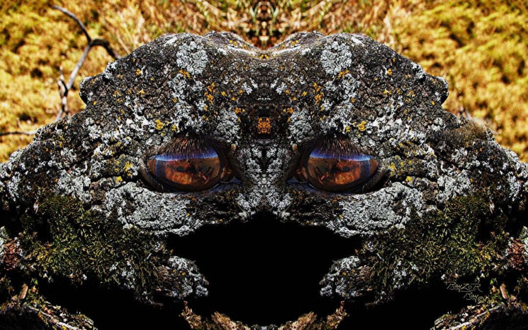 faces 5