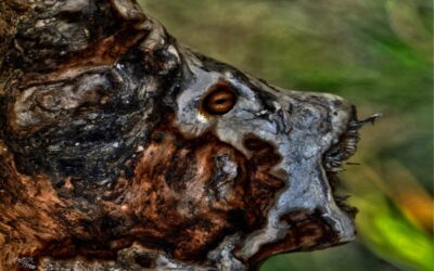 faces 9